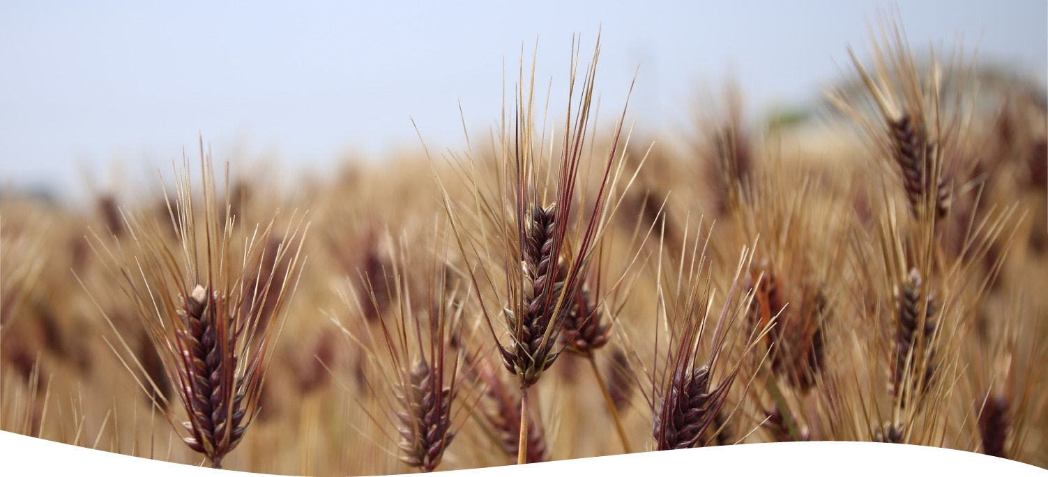 樫山農園の麦