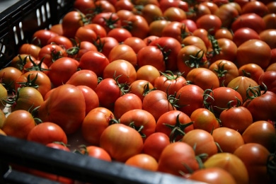 樫山農園のトマト